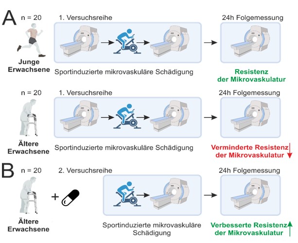 Studienablauf zur Untersuchung vom Einfluss der Belastungshypertonie